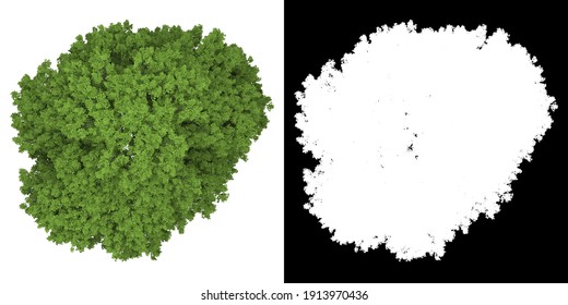 Top View Of Sorbus Tormina. PNG With Alpha Channel To Cutout. Made From 3D Model For Compositing.	