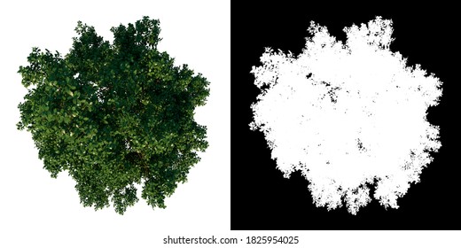 Top View Tree ( Adolescent Common Oak Tree 1 ) White Background Alpha Png 3D Rendering 3D Ilustracion 