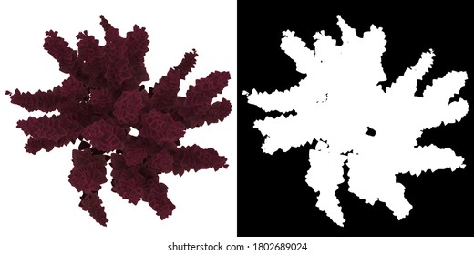 Top View Of Tree (Berberis Thunbergii-Helmond Pillar) Png With Alpha Channel To Cutout 3D Rendering. For Forest And Nature Compositing.	