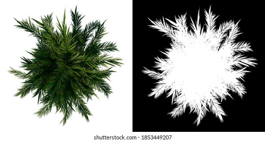 Top view tree ( Butterfly Palm Areca tree 3 ) white background alpha png 3D Rendering 3D Ilustracion 
