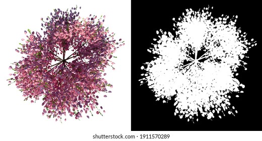 Top View Of Tree (Cherry Tree ) Plant Png With Alpha Channel To Cutout Made With 3D Render 