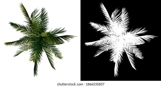 Top View Tree (Coconut Tree Palm 2) White Background Alpha Png 3D Rendering 3D Ilustracion 