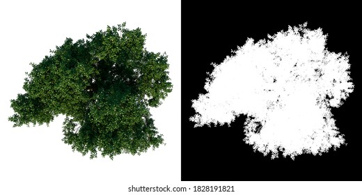 Top View Tree ( Common Oak Tree 3 ) White Background Alpha Png 3D Rendering 3D Ilustracion 