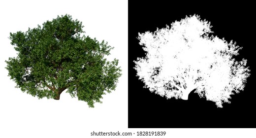 Top View Tree ( Common Oak Tree 3 ) White Background Alpha Png 3D Rendering 3D Ilustracion 