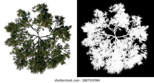 Top View Tree (Rain Tree Albizia Saman 2) White Background Alpha Png 3D Rendering Ilustracion 3D