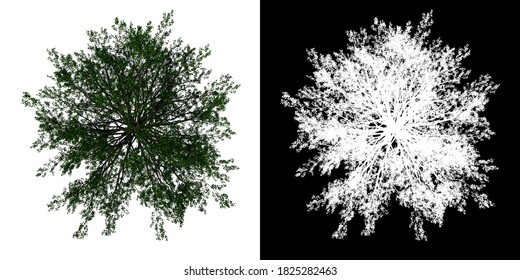 Top View Tree ( Red Oak Tree 1 ) White Background Alpha Png 3D Rendering 3D Ilustracion 