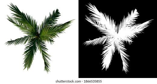 Top View Tree (Young Coconut Tree Palm 3) White Background Alpha Png 3D Rendering 3D Ilustracion 