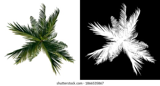 Top View Tree (Young Coconut Tree Palm 2) White Background Alpha Png 3D Rendering 3D Ilustracion 