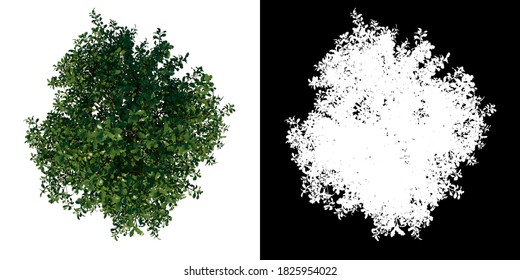 Top View Tree ( Young Common Oak Tree 1 ) White Background Alpha Png 3D Rendering 3D Ilustracion 