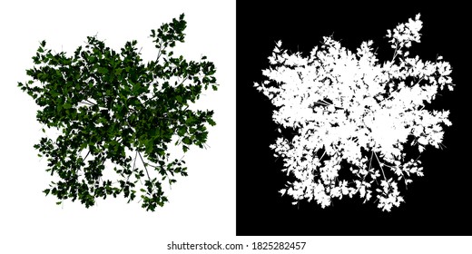 Top View Tree ( Young Red Oak Tree 1 ) White Background Alpha Png 3D Rendering 3D Ilustracion 