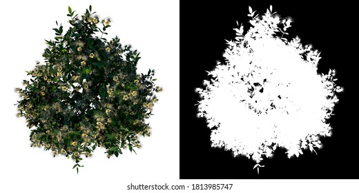 Top View Tree (Young Sea Apple 3) White Background Alpha Png 3D Rendering Ilustracion 3D