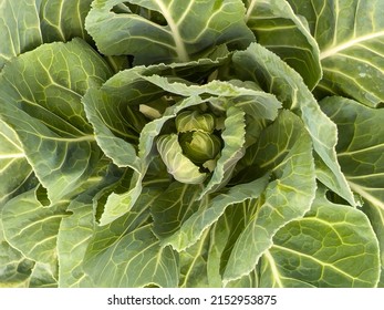 Top-down Closeup Of Collard (binomial Name: Brassica Oleracea Var. Viridis 'Vates'), Genetically Similar To Cabbage, Growing In A Vegetable Garden In Florida. Digital Painting Effect, 3D Rendering.