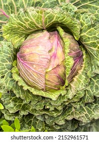 Top-down Closeup Of Savoy Cabbage (binomial Name: Brassica Oleracea Var. Capitata 'Deadon') Growing In A Vegetable Garden In Florida. Digital Painting Effect, 3D Rendering.