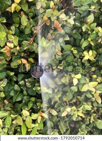 Top-down view of sprinkler head spraying evergreen leaves of myrtle (unidentified species) on a summer evening, with digital oil-painting effect, for themes of automation, water use, distribution