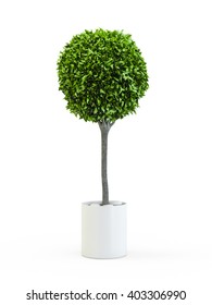 Topiary trees in the pot isolated on white background. 3D Rendering, 3D Illustration.