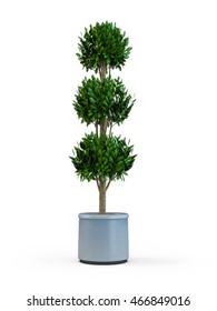 Topiary trees in the pot isolated on white background. 3D Rendering, Illustration.
