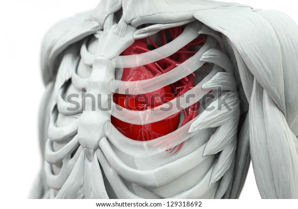 Torso Heart Red Glass Rips Stock Illustration 129318692 | Shutterstock