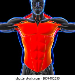Torso Muscle Anatomy For Medical Concept 3D