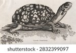 A tortoise Etching by E Stalker, ca 1801. Vintage reptile art illustration.