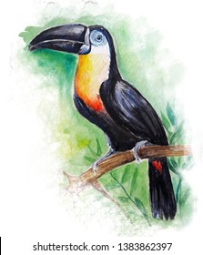 Toucan bird water color art illustration