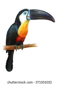 Toucan drawing (Ramphastos vitellinus)