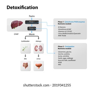 Toxins, liver. Process of Detoxification and elimination. Enter, exit, and store of toxins in humans body. A toxin is a poisonous substance that capable of inducing antibody formation 3d render , 
