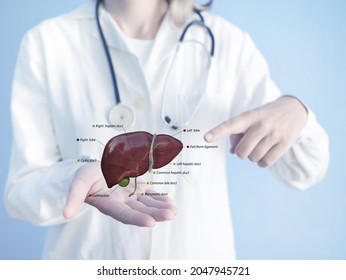 Toxins, Liver. Process Of Detoxification And Elimination. Enter, Exit, And Store Of Toxins In Humans Body. A Toxin Is A Poisonous Substance, Antibody Formation 3d Render And 2d, Illustration