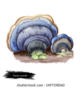 Trametes versicolor turkey tail mushroom closeup digital art illustration  Cap shows concentric zones different colours like blue   grey  Mushrooming season  plants growing in wood   forest 