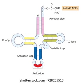 Anticodon Hd Stock Images Shutterstock