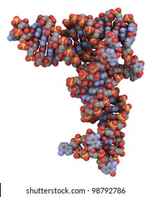 Transfer RNA (tRNA, IletRNA) Molecule