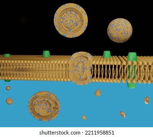 Transfersomes Are Ultra-deformable Carriers That Facilitate The Delivery Of A Diverse Array Of Drug Molecules Across The Lipid Bilayer 3d Rendering