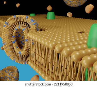 Transfersomes Are Ultra-deformable Carriers That Facilitate The Delivery Of A Diverse Array Of Drug Molecules Across The Lipid Bilayer 3d Rendering