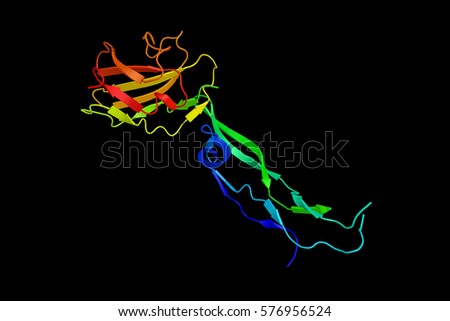 Transforming growth factor beta-3, a protein, known as a cytokine, which is involved in cell differentiation, embryogenesis and development. 3d rendering. Stock photo © 