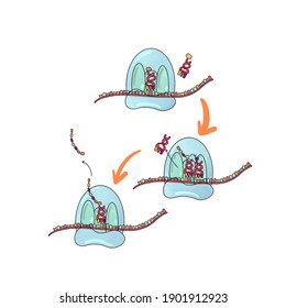 Translation DNA RNA Protein In Color