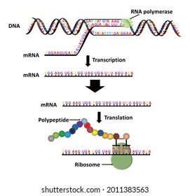 Translation Messenger Rna Mrna Decoded Ribosome Stock Illustration ...