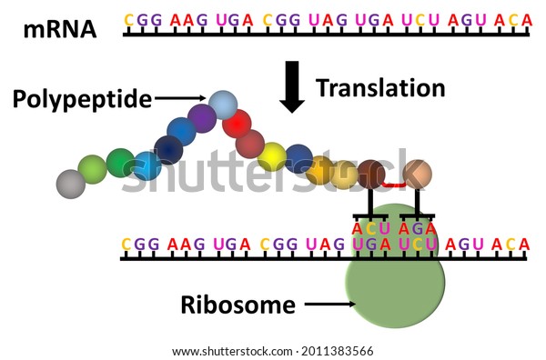 Translation Messenger Rna Mrna Decoded Ribosome Stock Illustration 2011383566 Shutterstock