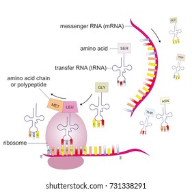 Translation Is The Process In Gene Expression In Which Ribosomes In The Cytoplasm Synthesize Proteins. 