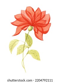 A Translucent Flower Painted In Watercolor Isolated On A White Background.