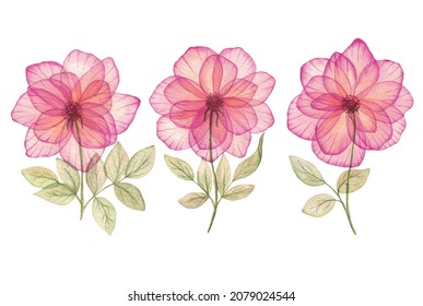 Translucent watercolor roses set of 3 botanical illustrations. Transparent flowers and leaves drawing