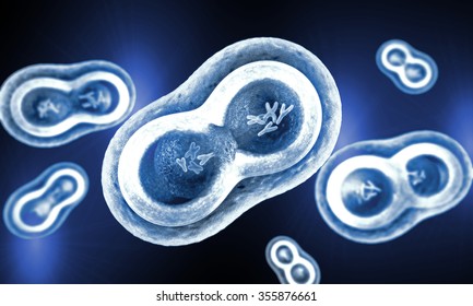 Transparent cells with nucleus, cell membrane and visible chromosomes