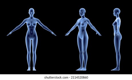 Transparent female Body, Medical Animation X-Ray Body Scan isolated on a black background. 3d rendering