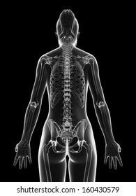 transparent female skeleton - back