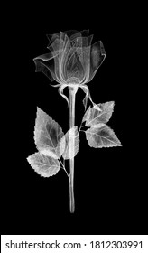 Transparent flowers bright color  glow in the dark  and chalk  isolated black background  X  ray drawing flowers  Delicate spring petals  pistils  stamens  Botanical drawing