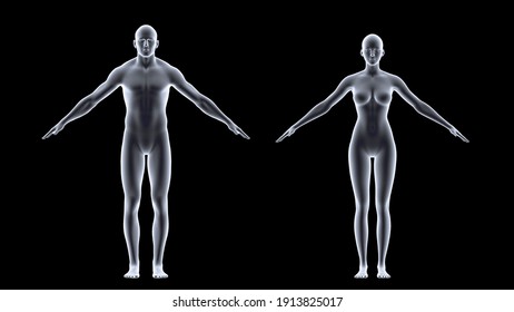 Transparent male and female Body, Medical Animation X-Ray Body Scan