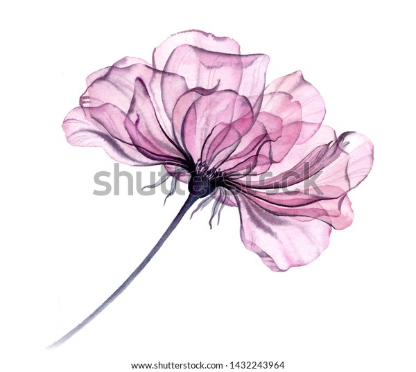 薄ピンクの詳細な花びらを描いた透明な大きなバラ水色の抽象的花柄画 壁紙ウエディング文房具カードの白いデザインエレメントにエレガントな花を描いた の イラスト素材