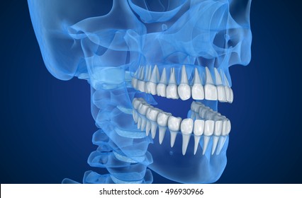 Transparent scull and teeth , xray view . 3D illustration . 