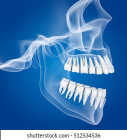 Transparent Scull And Teeth , Xray View . 3D Illustration . 