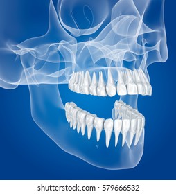 Transparent Scull And Teeth , Xray View . 3D Illustration . 