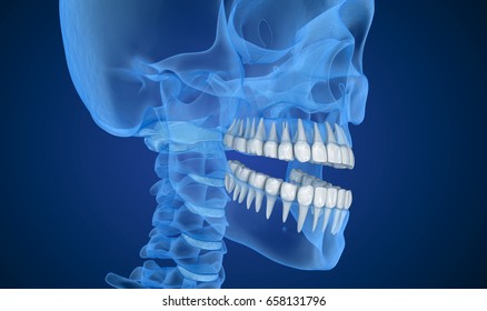 Transparent Scull Teeth Xray View 3d Stock Illustration 658131796