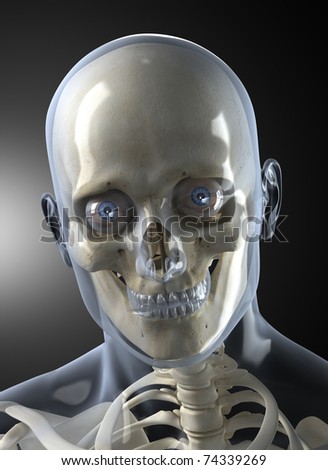 Similar – Image, Stock Photo Primate skull Primacy